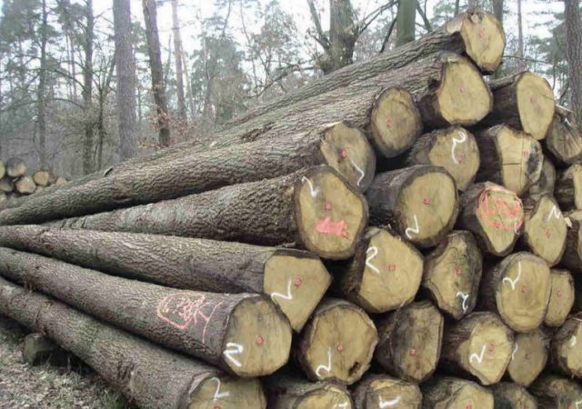 Giải đáp thắc mắc về gỗ tần bì tự nhiên